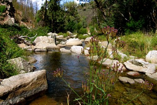 Jacobs River - Barry Way