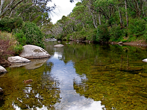 Thredbo River - Ngarigo