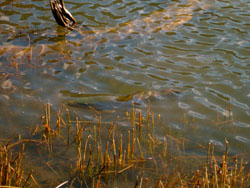 Moonbah Hut Brown Trout