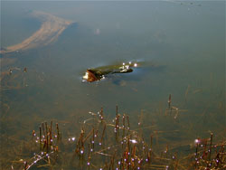 Moonbah Hut Brown Trout