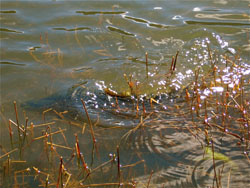 Moonbah Hut Brown Trout