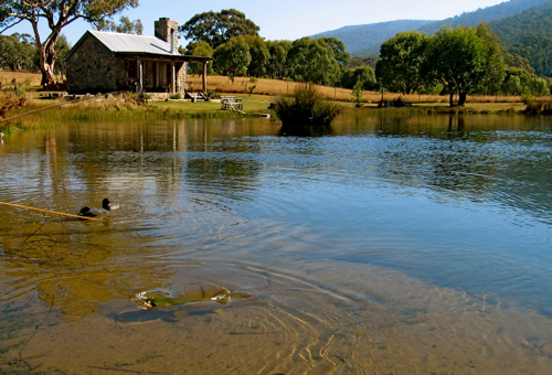 Moonbah Hut Brown Trout