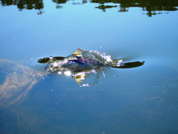 Jumping Rainbow Trout in Moonbah Hut Dam