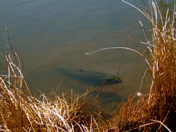 Cruising Brown Trout