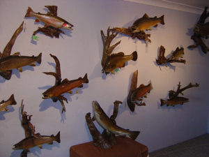 Skins Alive Taxidermist Skins Alive Taxidermist